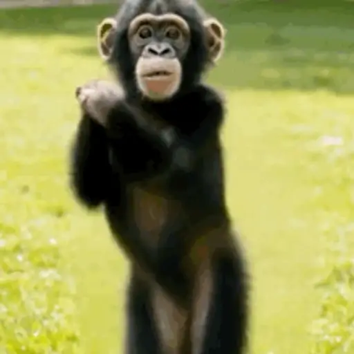 Monito Bailando🎶✨🐒 13