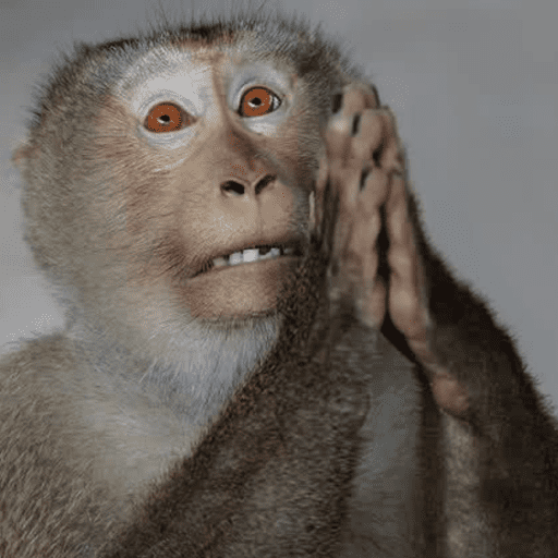 Funny ℳℴ𝓃𝓀𝑒𝓎 ✨🐒