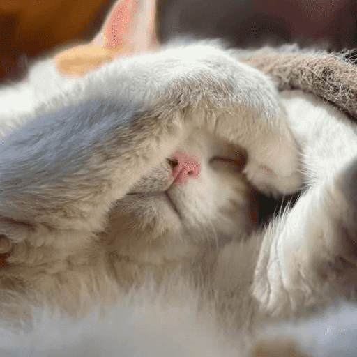 Hermosos Gatitos ✨🐱💓 11