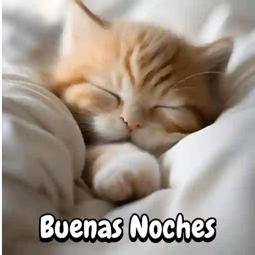Gatos durmiendo 💤✨