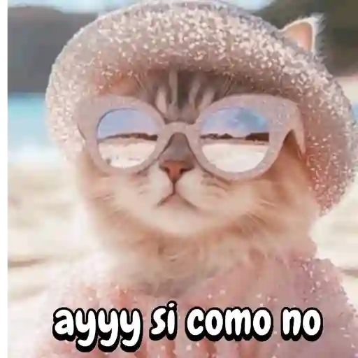 Reaccion gatuna San Valentín♥️
