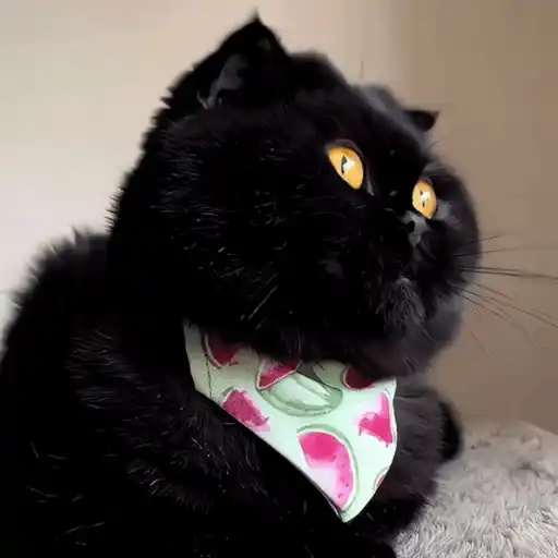 Black Cats 🐾🐈‍⬛