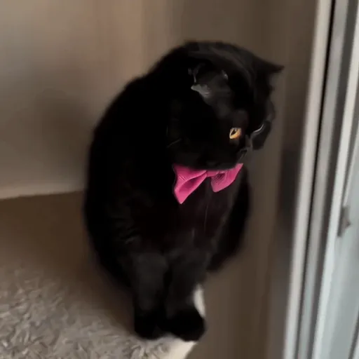 Black Cats 🐾🐈‍⬛ 5