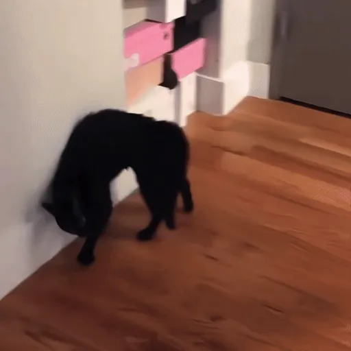 Black Cats 🐾🐈‍⬛ 10