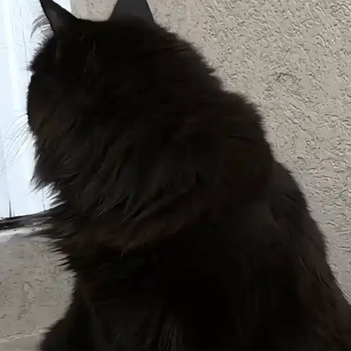 Black Cats 🐾🐈‍⬛ 12