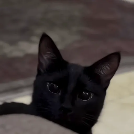 Black Cats 🐾🐈‍⬛ 11