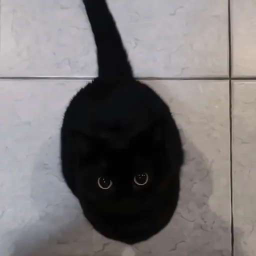 Black Cats 🐾🐈‍⬛ 2