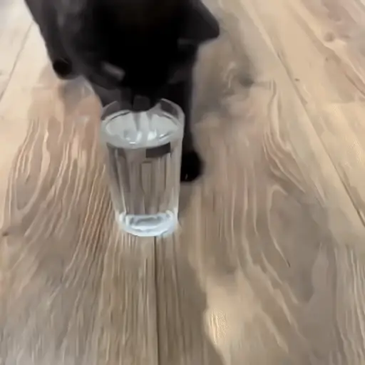 Black Cats 🐾🐈‍⬛ 4
