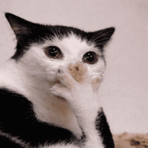 Reactions Funny Pets 🐾✨ 15