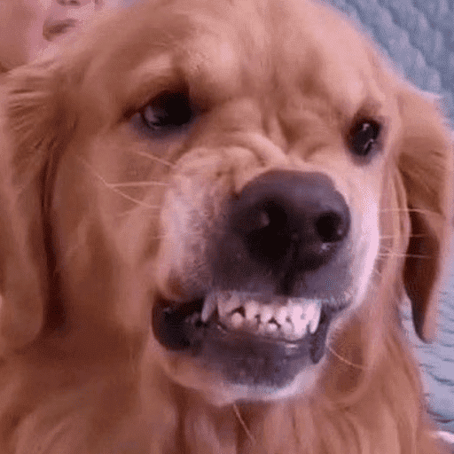 Reactions Funny Pets 🐾✨ 16