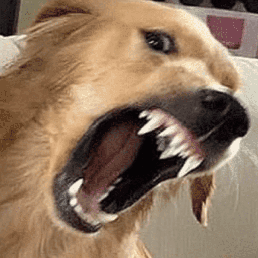 Reactions Funny Pets 🐾✨ 14