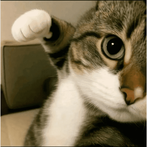 Reactions Funny Pets 🐾✨ 7