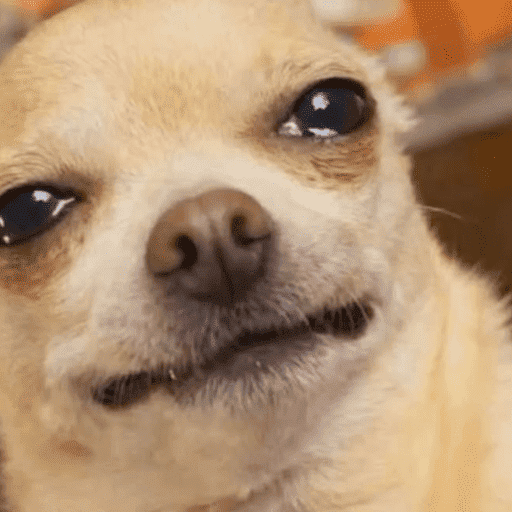 Reactions Funny Pets 🐾✨ 6