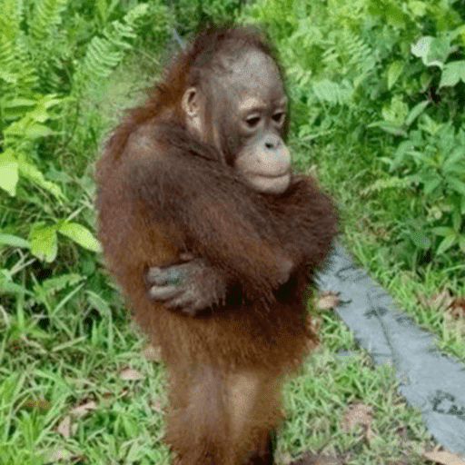 Reactions Funny Pets 🐾✨ 8
