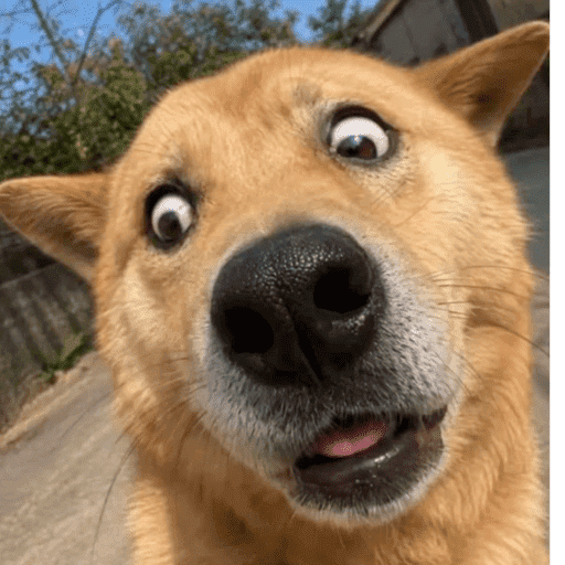 Reactions Funny Pets 🐾✨ 13