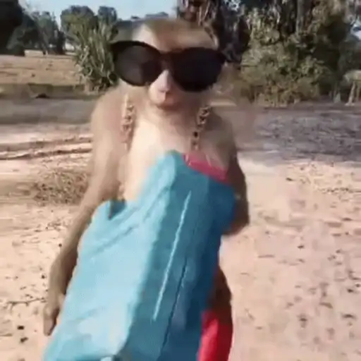Funny Monkey ✨🐒 2