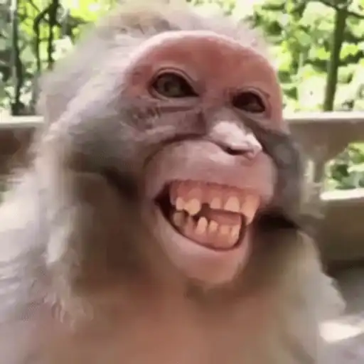 Funny Monkey ✨🐒 17