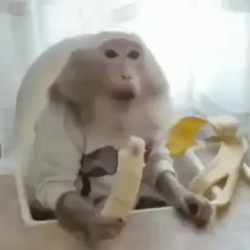 Funny Monkey ✨🐒 7