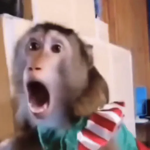 Funny Monkey ✨🐒