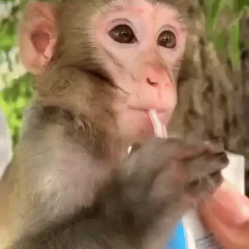 Funny Monkey ✨🐒 8