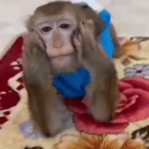 Funny Monkey ✨🐒 4