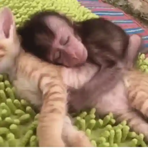 Funny Monkey ✨🐒 6