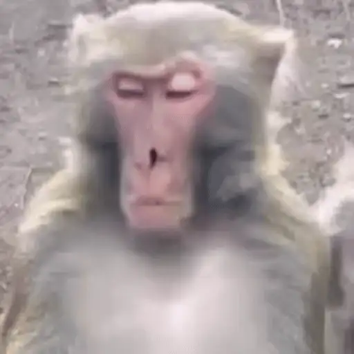 Funny Monkey ✨🐒 12