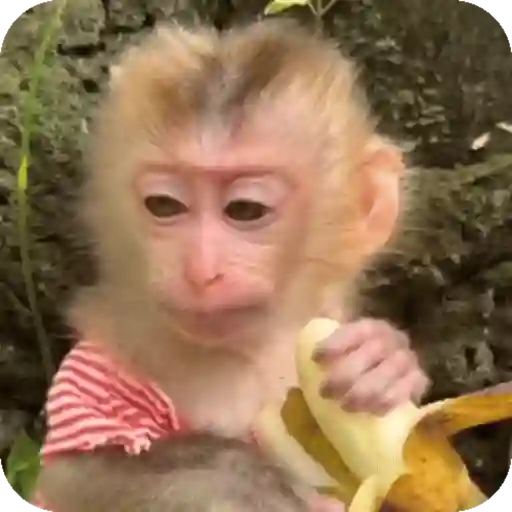 Funny Monkey ✨🐒 3