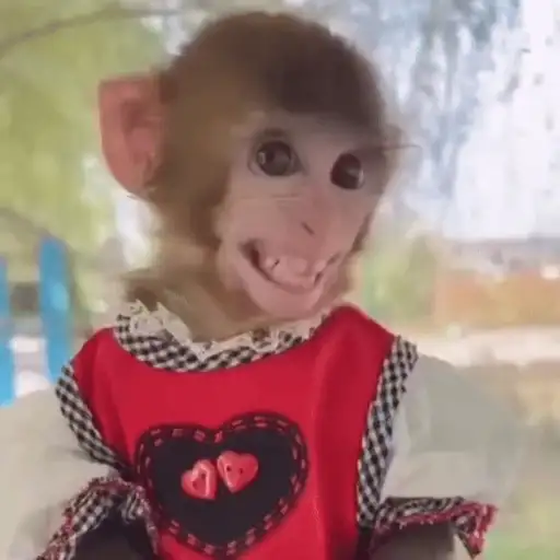 Funny Monkey ✨🐒 13