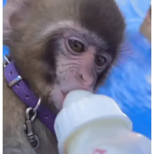 Funny Monkey ✨🐒 14
