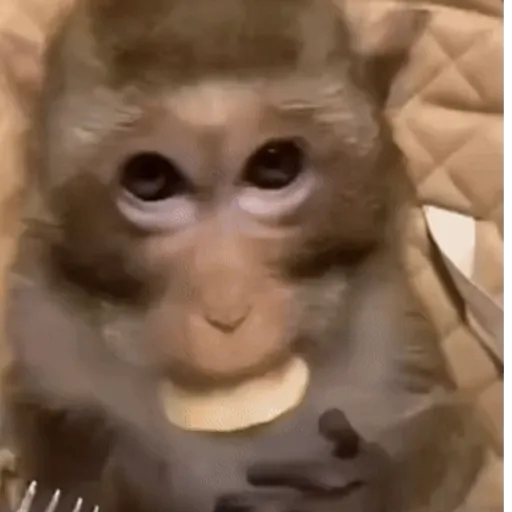 Funny Monkey ✨🐒 9