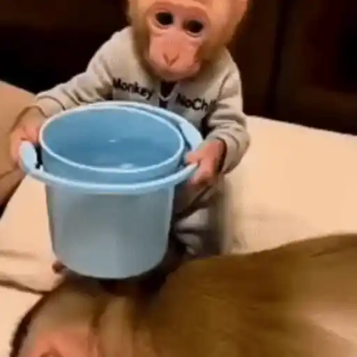 Funny Monkey ✨🐒 18