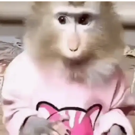 Funny Monkey ✨🐒 5