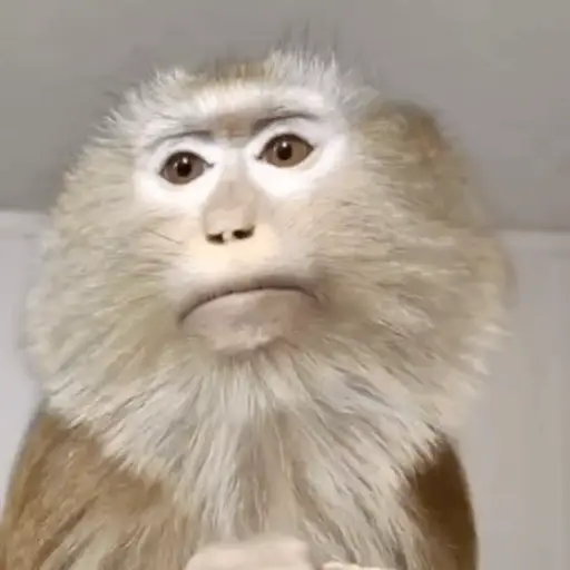 Funny Monkey ✨🐒 10