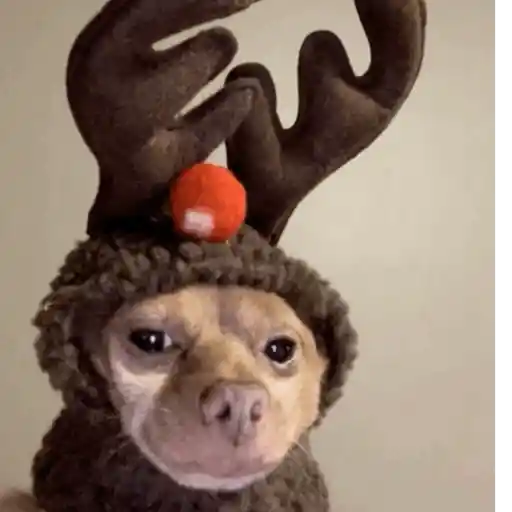 Funny Christmas 🎄🐾