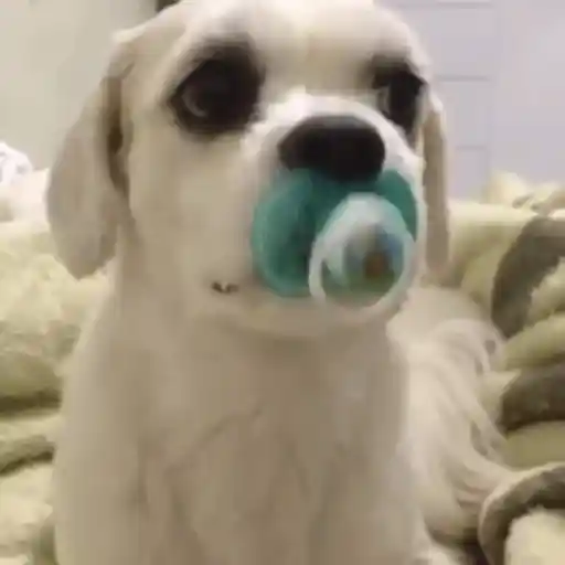 Cute Doggui ✨🐾🩷