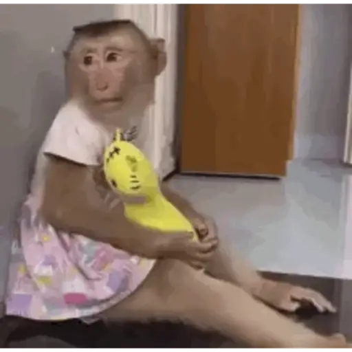 Animadas 6