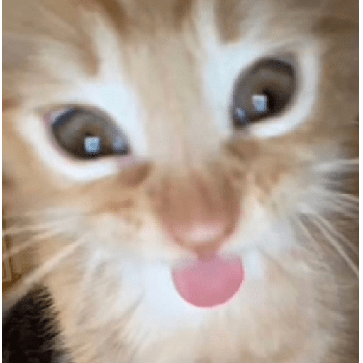 Kucing 4