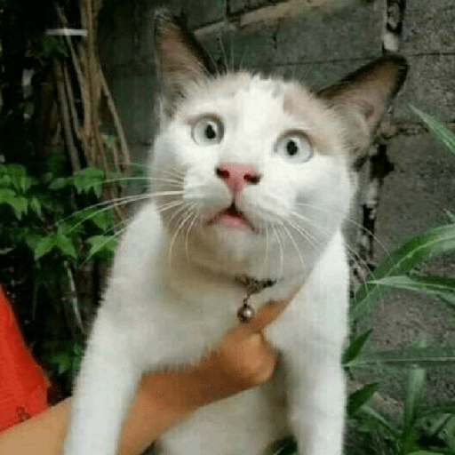 Kucing 2