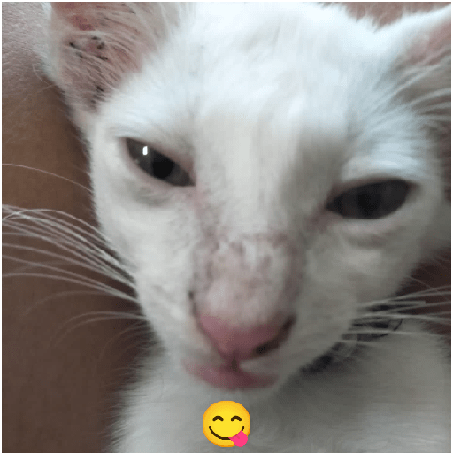 Kucing 5