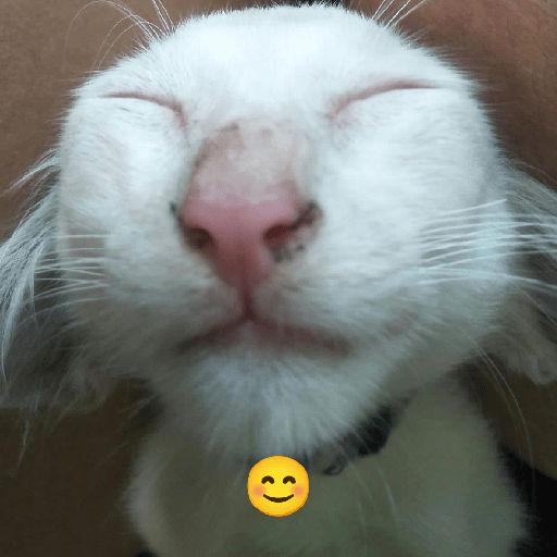 Kucing 6