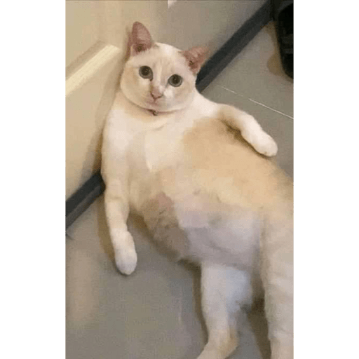 Gatos random 21