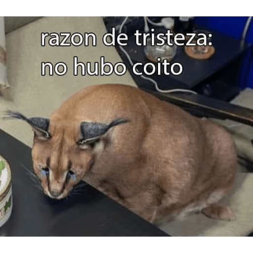 Gatos random 19