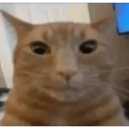 Gatos random 13