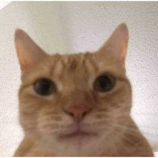 Gatos random 16