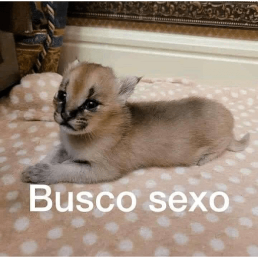 Gatos random 11
