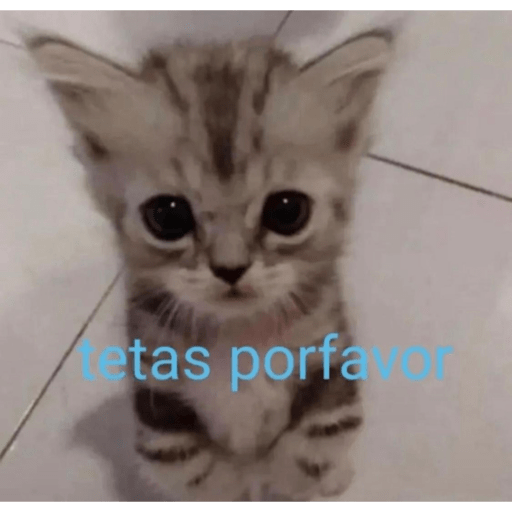 Gatos random 23