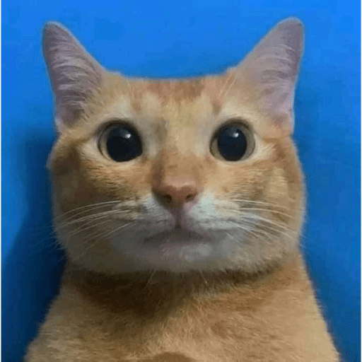 Gatos random 17