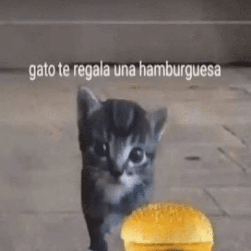 Cat 24