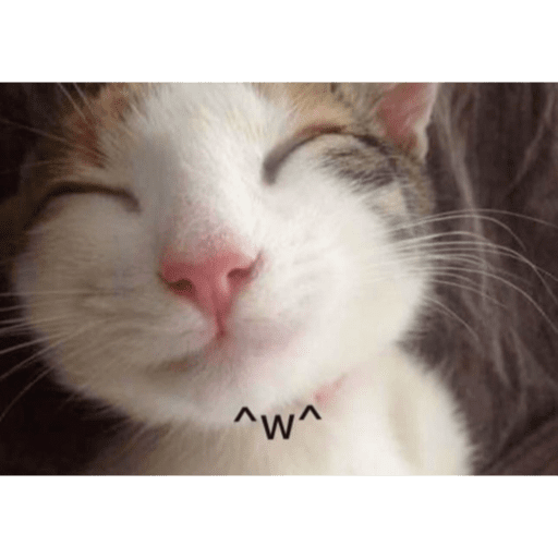 Cat 15